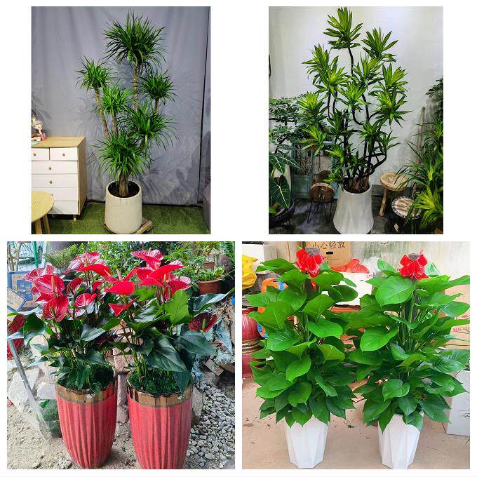 发财树招财树送朋友公司开业北京石景山区八宝山老山八角同城花店