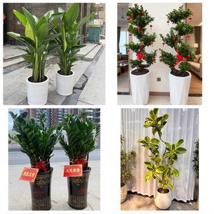 金华市婺城金东区武义浦江县同城花店乔迁入新居开业绿植送发财树