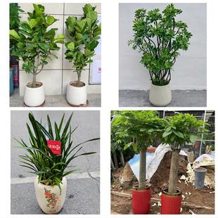 昆明市东川呈贡晋宁区富民县同城花店乔迁入新居开业绿植送发财树