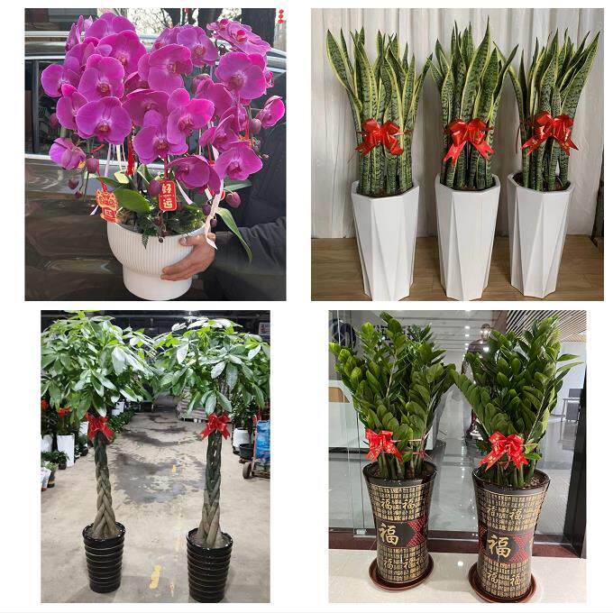 发财树招财树送朋友公司开业天津南开向阳路嘉陵道王顶堤同城花店