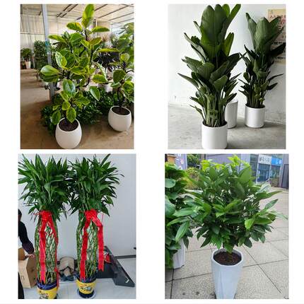 广西玉林市博白兴业县北流市同城绿植花卉送发财树绿萝柱公司开业