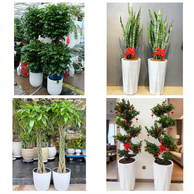 吉林市蛟河桦甸市舒兰磐石市同城花店乔迁入新居开业绿植送发财树