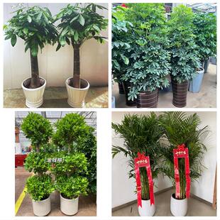 发财树绿萝柱送朋友公司开业邢台市桥东桥西区邢台临城县同城花店
