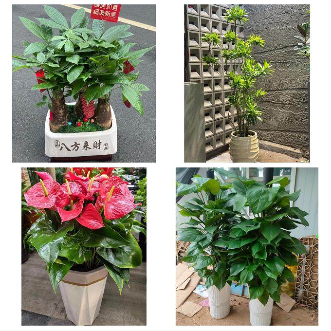 郑州上街惠济区中牟县巩义市同城鲜花店配送开业绿植发财树天堂鸟