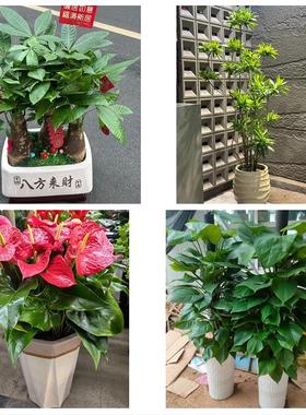 郑州上街惠济区中牟县巩义市同城鲜花店配送开业绿植发财树天堂鸟