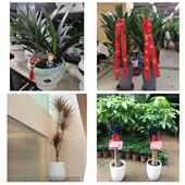 发财树招财树送朋友公司开业赣州市定南全南县宁都于都县同城花店