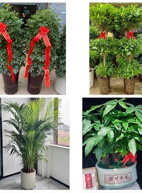 郑州市荥阳新密市新郑登封市同城绿植花卉送发财树绿萝柱公司开业