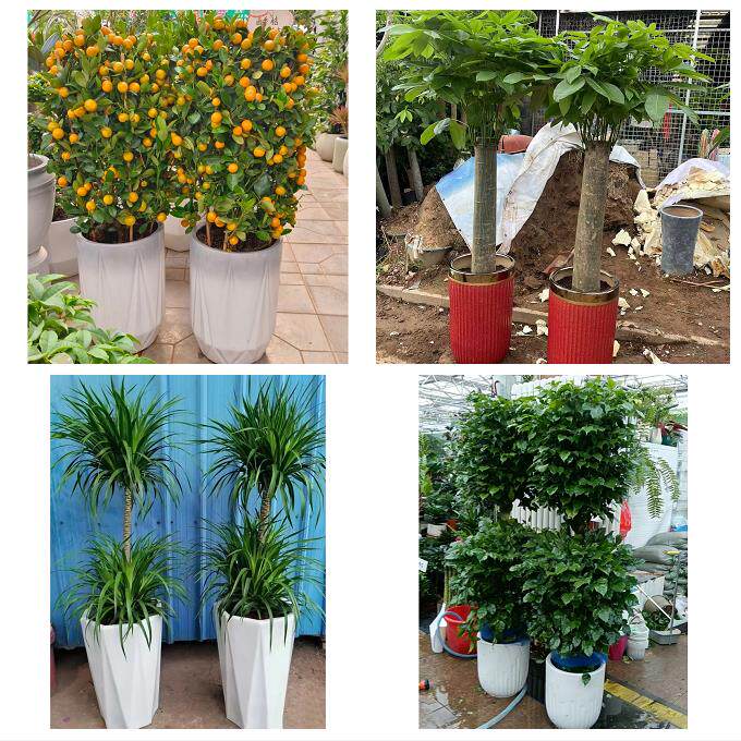 送吉林省白城市洮南市大安市同城花店乔迁入新居开业绿植送发财树