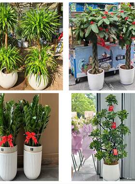 沧州市新华区运河区沧县青县同城绿植花卉送发财树绿萝柱公司开业