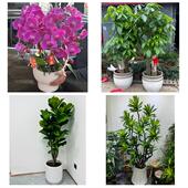 发财树招财树送朋友公司开业天津河西区大营门下瓦房桃园同城花店