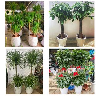 发财树绿萝柱送朋友公司开业宁波市海曙江东区江北北仑区同城花店