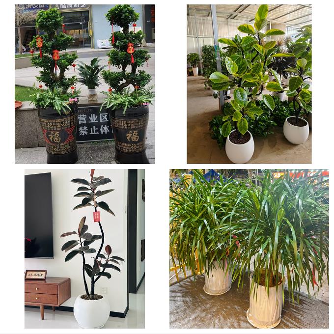 宁夏省吴忠市同心县青铜峡市同城绿植花卉送发财树绿萝柱公司开业