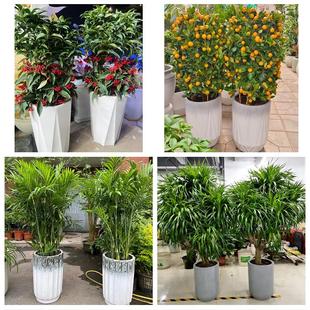 泉州市鲤城丰泽区洛江泉港区同城花店乔迁入新居开业绿植送发财树