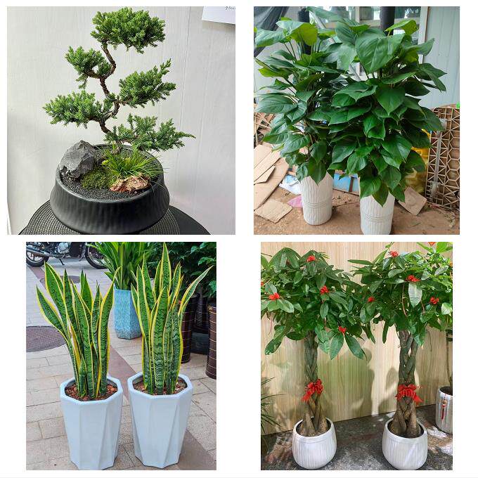 雅安市雨城名山区荥经汉源县同城鲜花店配送开业绿植发财树天堂鸟