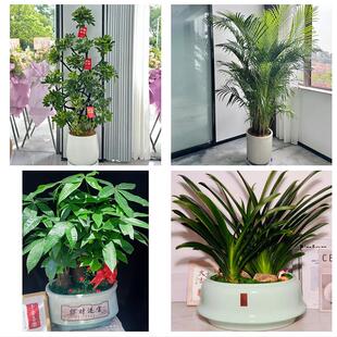 怀化市芷江靖州通道县洪江市同城绿植花卉送发财树绿萝柱公司开业