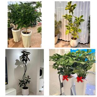 信阳市浉河平桥区罗山光山县同城花店乔迁入新居开业绿植送发财树