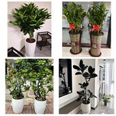 发财树招财树送朋友公司开业送宣城市宣州区郎溪县广德县同城花店