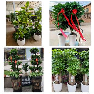 送来宾市兴宾区忻城县象州县同城绿植花卉送发财树绿萝柱公司开业