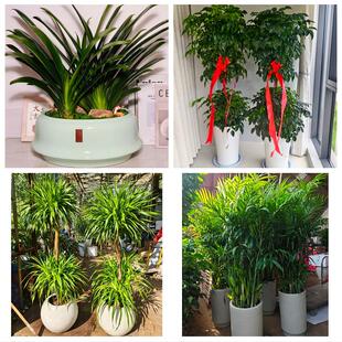 送德阳市旌阳区中江县罗江县同城绿植花卉送发财树绿萝柱公司开业