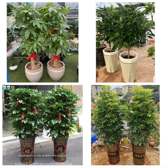 贵阳市南明云岩区花溪乌当区同城花店乔迁入新居开业绿植送发财树