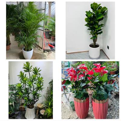 发财树招财树送朋友公司开业常德澧县临澧桃源石门县津市同城花店