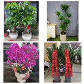 发财树招财树送朋友公司开业送内江市市中区东兴区威远县同城花店