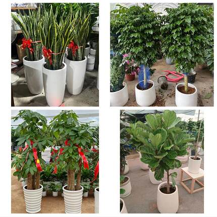 发财树绿萝柱送朋友公司开业上海市嘉定区菊园新区南翔镇同城花店