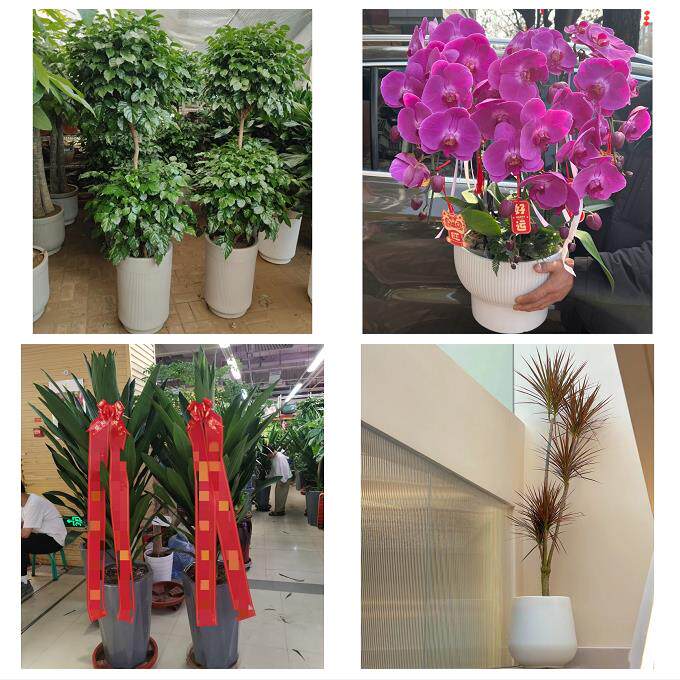 发财树招财树送朋友公司开业送松原市宁江区前郭尔罗斯县同城花店