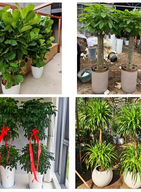 鞍山市铁东铁西立山区千山区同城绿植花卉送发财树绿萝柱公司开业