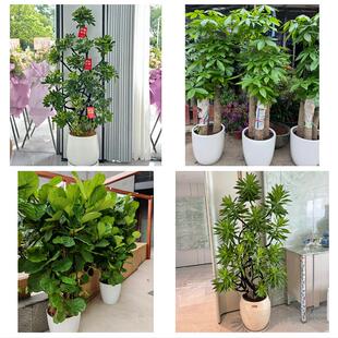 桂林市秀峰叠彩区象山七星区同城绿植花卉送发财树绿萝柱公司开业