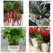 发财树招财树送朋友公司开业沈阳辽中区康平法库县新民市同城花店