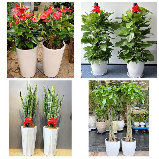 宁夏省吴忠市同心县青铜峡市同城花店乔迁入新居开业绿植送发财树