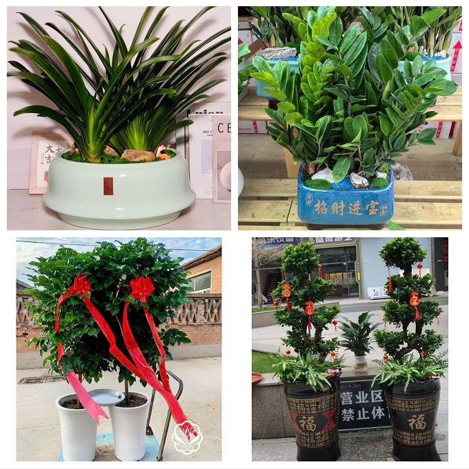 送内江市市中区东兴区威远县同城绿植花卉送发财树绿萝柱公司开业