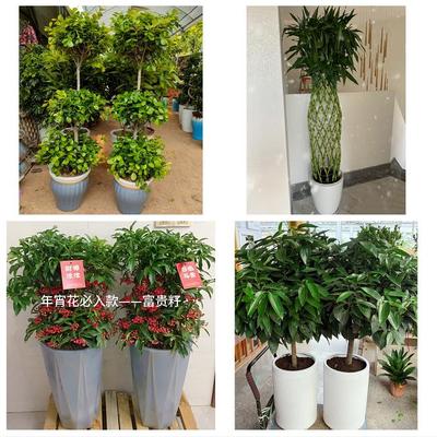 清远市清城清新区佛冈阳山县同城鲜花店配送开业绿植发财树天堂鸟