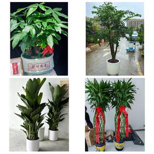 东莞市麻涌望牛墩中堂高埗镇同城绿植花卉送发财树绿萝柱公司开业