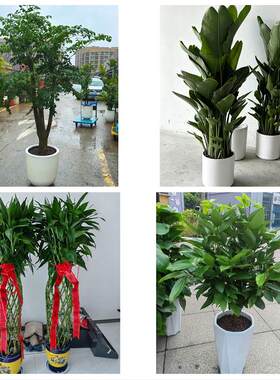铁岭市银州清河区铁岭西丰县同城绿植花卉送发财树绿萝柱公司开业