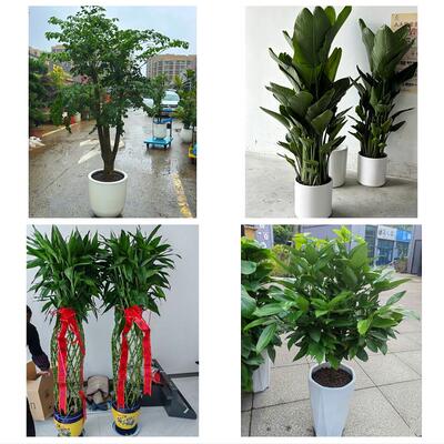 铁岭市银州清河区铁岭西丰县同城绿植花卉送发财树绿萝柱公司开业