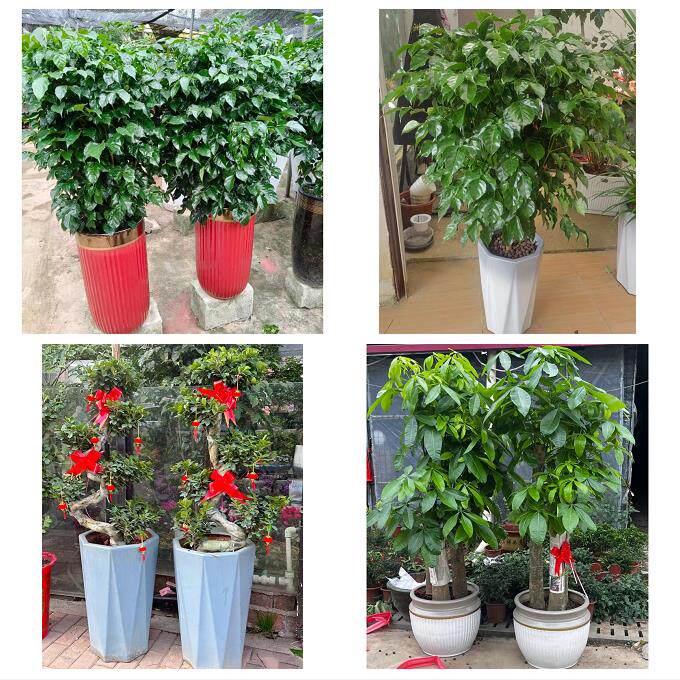 发财树招财树送朋友公司开业宁德市周宁柘荣县福安福鼎市同城花店