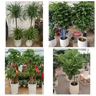 发财树绿萝柱送朋友公司开业临汾市永和汾西县侯马霍州市同城花店