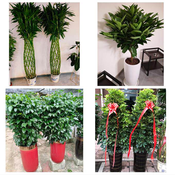 发财树招财树送朋友公司开业送泰州市海陵区高港区兴化市同城花店