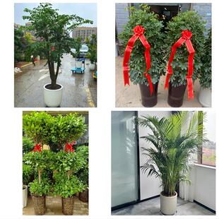 送长春市九台区榆树市德惠市同城绿植花卉送发财树绿萝柱公司开业