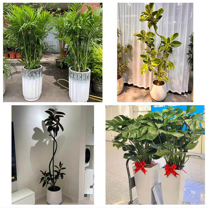 上海市普陀区长风新村长寿路同城花店乔迁入新居开业绿植送发财树