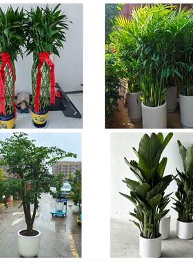 上海市松江区岳阳永丰方松街同城绿植花卉送发财树绿萝柱公司开业