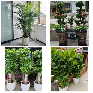 湛江遂溪徐闻县廉江雷州吴川同城绿植花卉送发财树绿萝柱公司开业