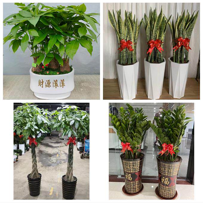 发财树招财树送朋友公司开业送济南市历下区市中区槐荫区同城花店