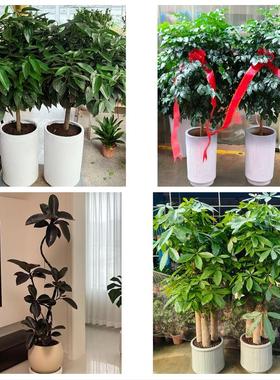 漯河源汇郾城召陵区舞阳临颍同城鲜花店配送开业绿植发财树天堂鸟