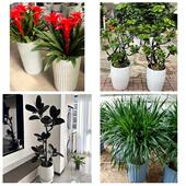 发财树招财树送朋友公司开业菏泽市巨野郓城县鄄城东明县同城花店