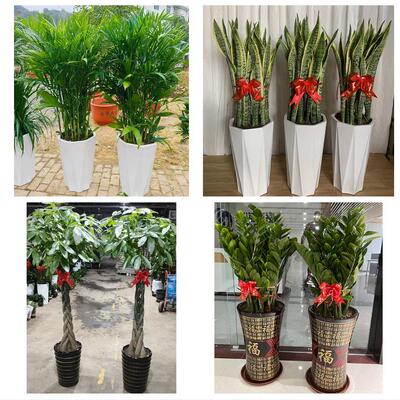 发财树招财树送朋友公司开业上海市静安区彭浦新村临汾路同城花店