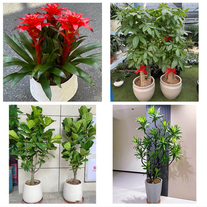 北京石景山区广宁五里坨鲁谷同城花店乔迁入新居开业绿植送发财树