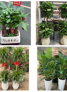 潍坊市临朐昌乐县青州诸城市同城鲜花店配送开业绿植发财树天堂鸟